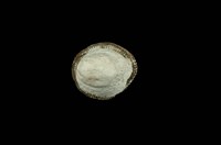 藏品(毛蓋螺)的圖片